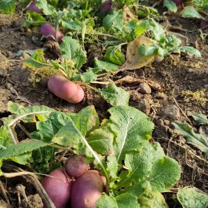 483067189_1196762082458399_3913746016238820293_n