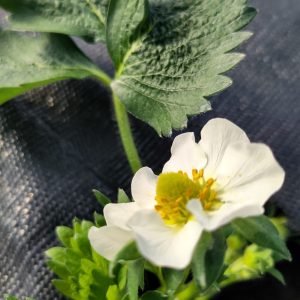 Future fraise